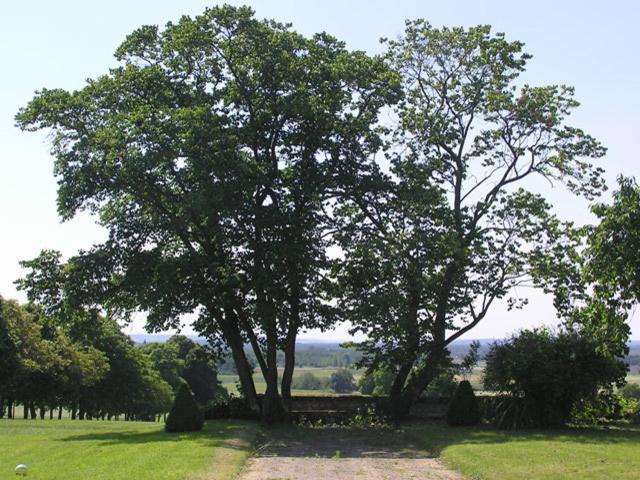 Chambres D'Hotes Le Chateau De La Plante Thuré Zewnętrze zdjęcie